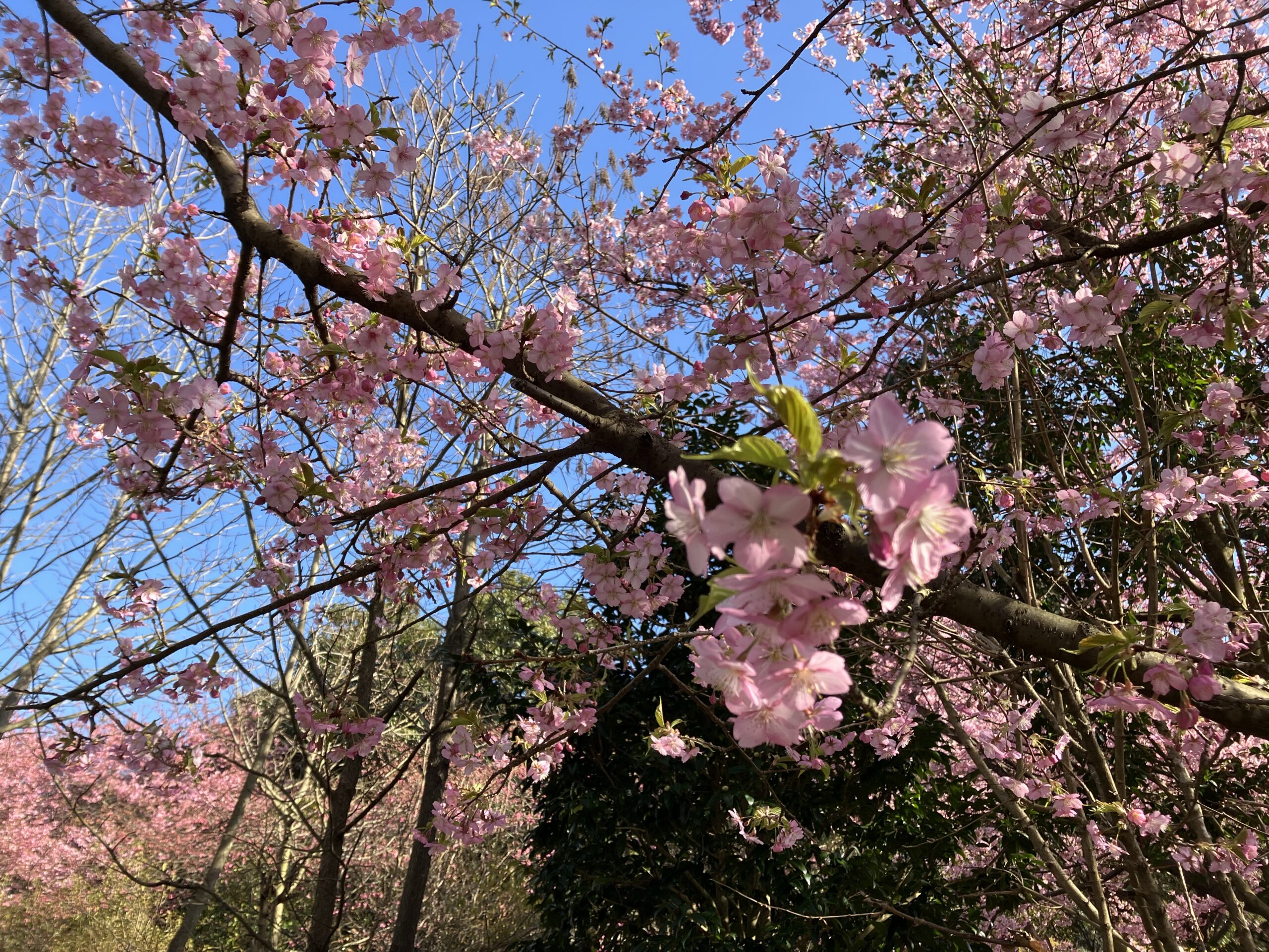 河津桜（久留米市草野町吉木）